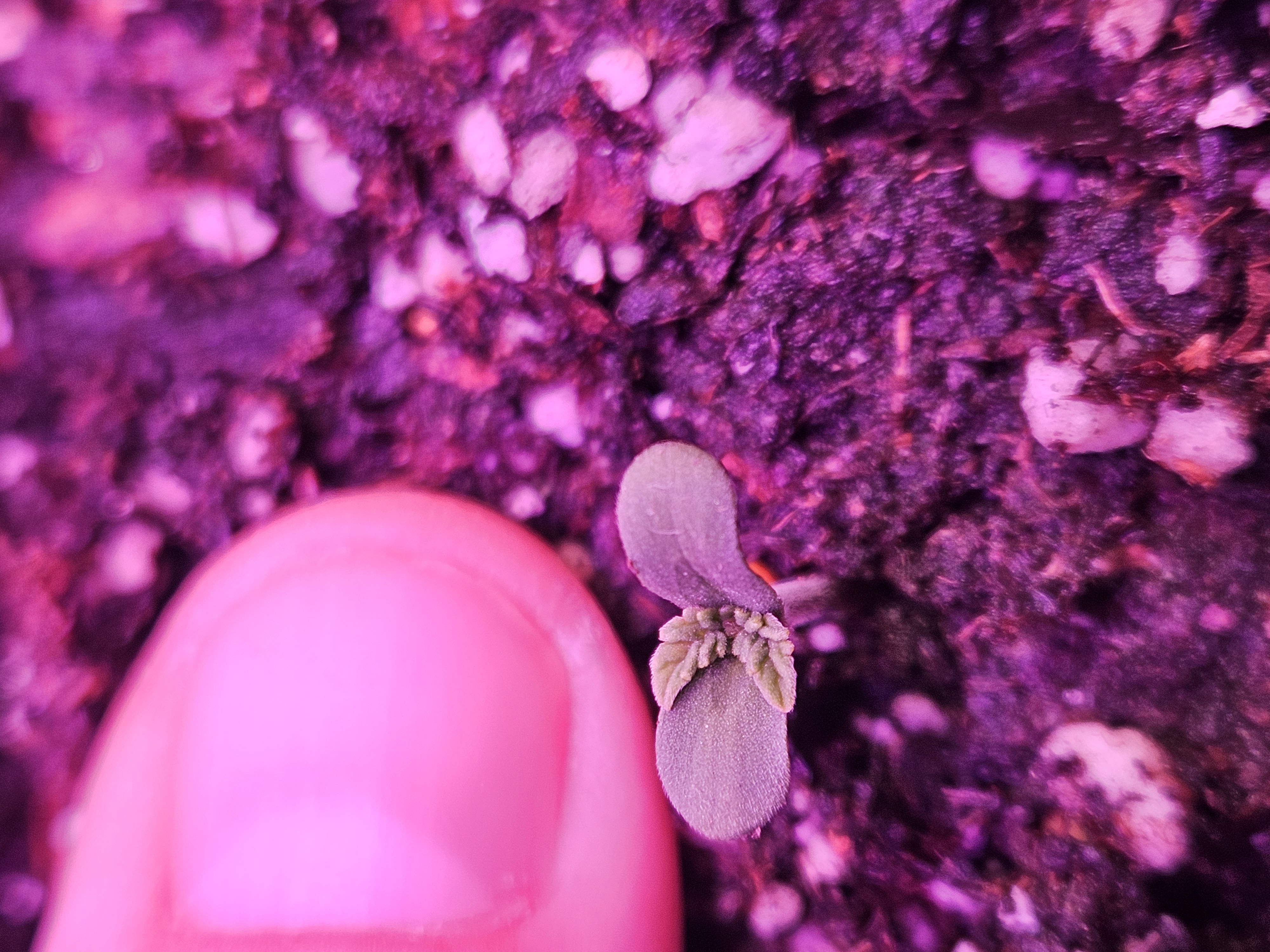 gary poppins — seedling_rooting, day 5