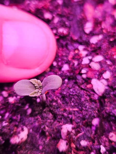 gary poppins — seedling_rooting, day 5