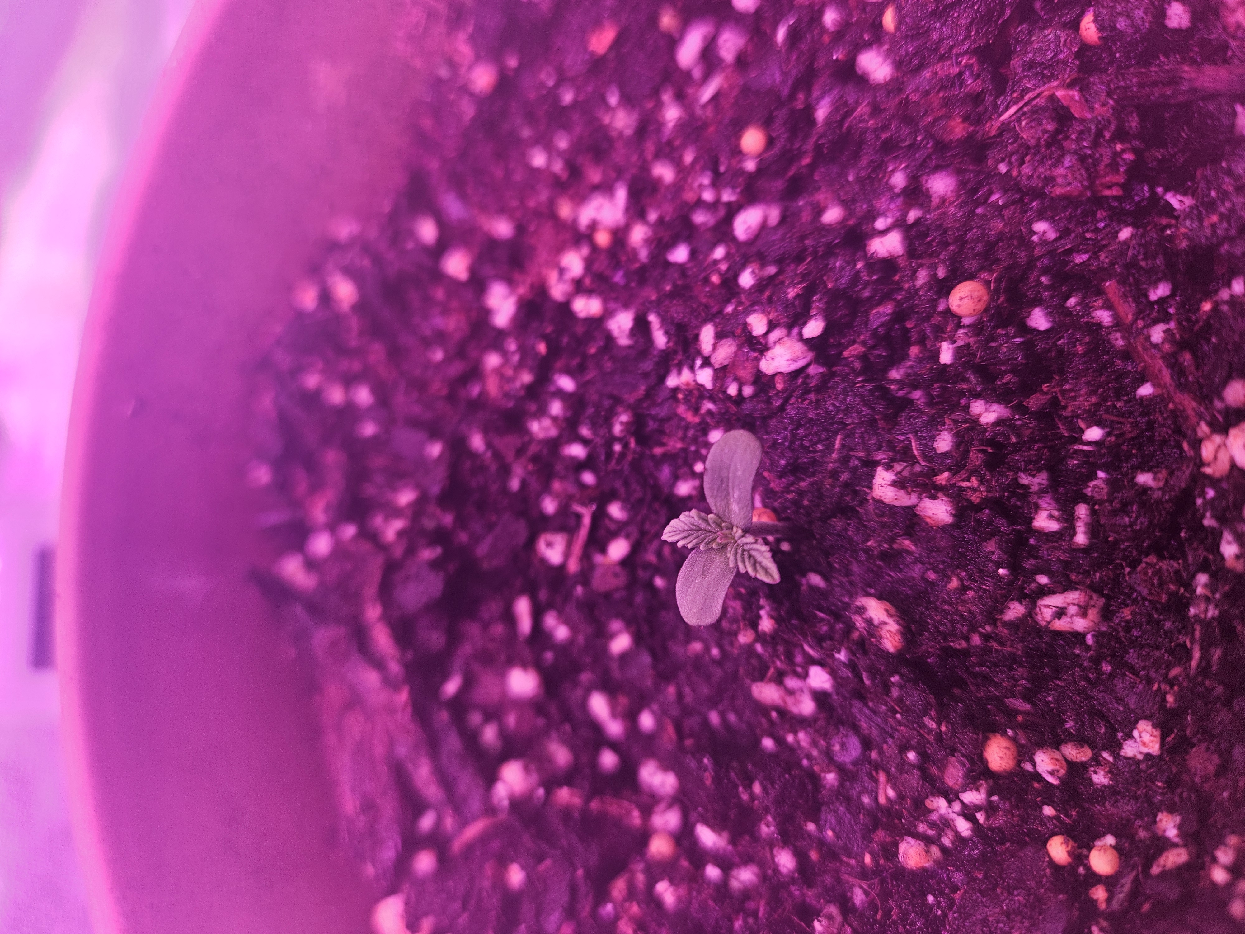 gary poppins — seedling_rooting, day 6