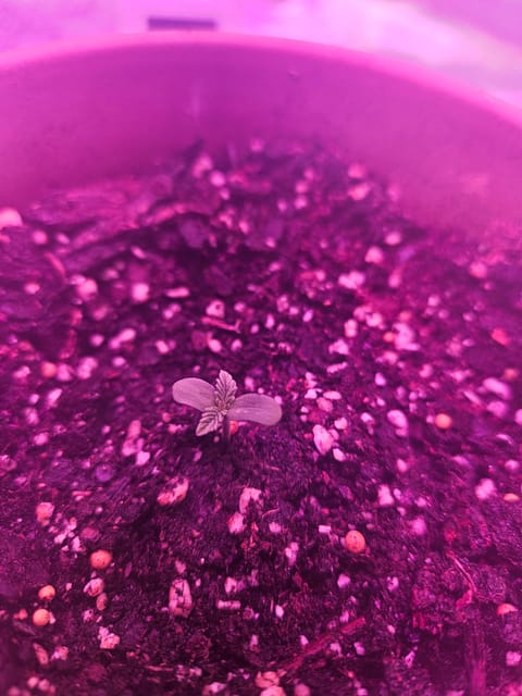 gary poppins — seedling_rooting, day 6