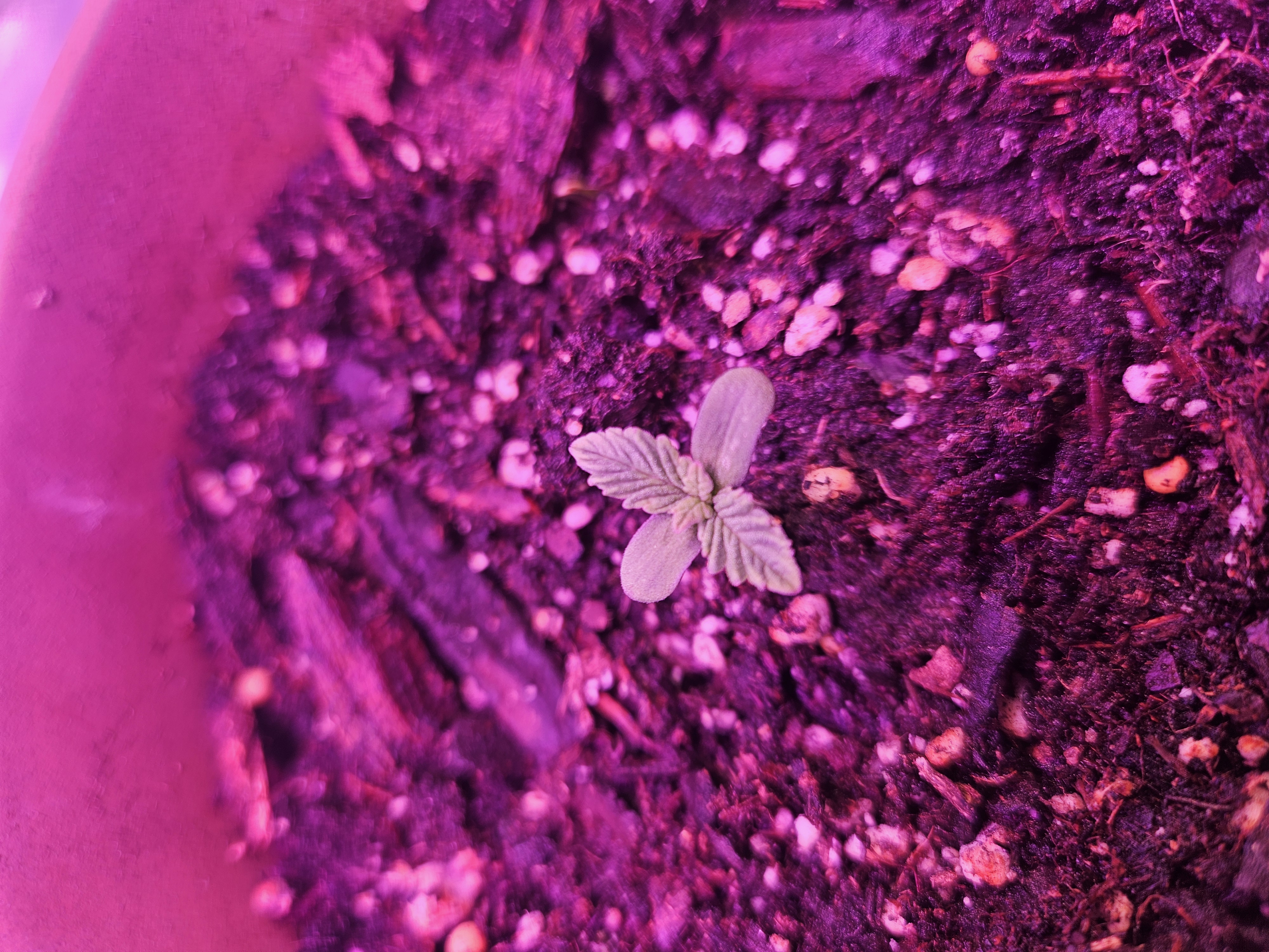 gary poppins — seedling_rooting, day 7