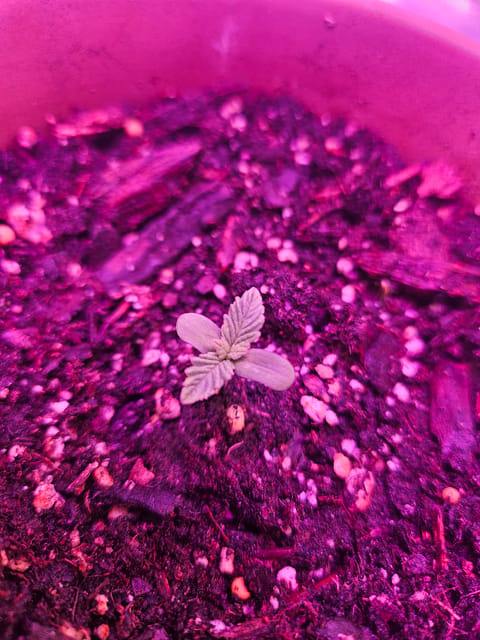 gary poppins — seedling_rooting, day 7