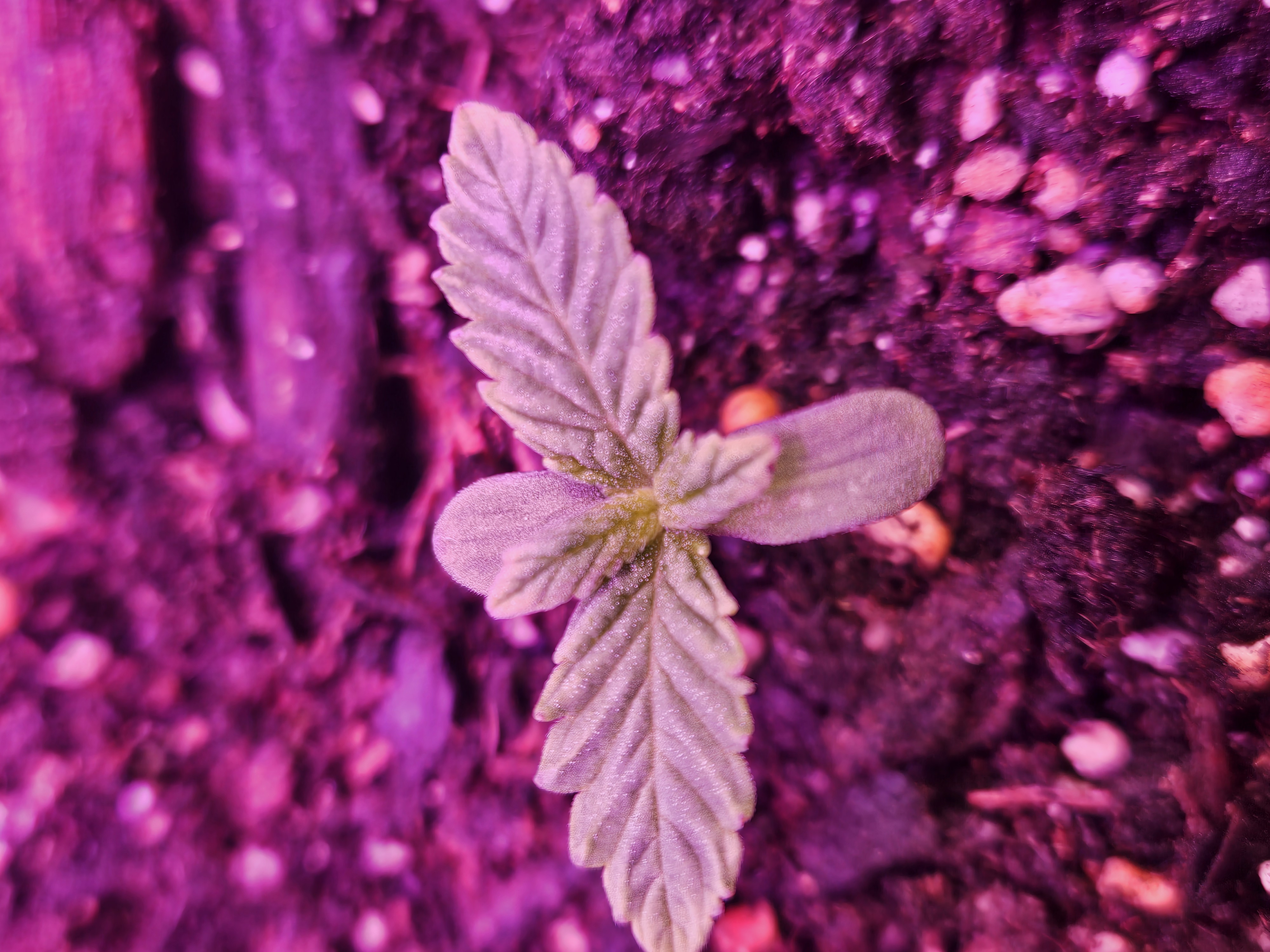 gary poppins — seedling_rooting, day 8