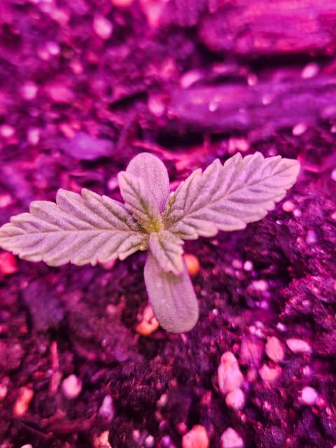 gary poppins — seedling_rooting, day 8