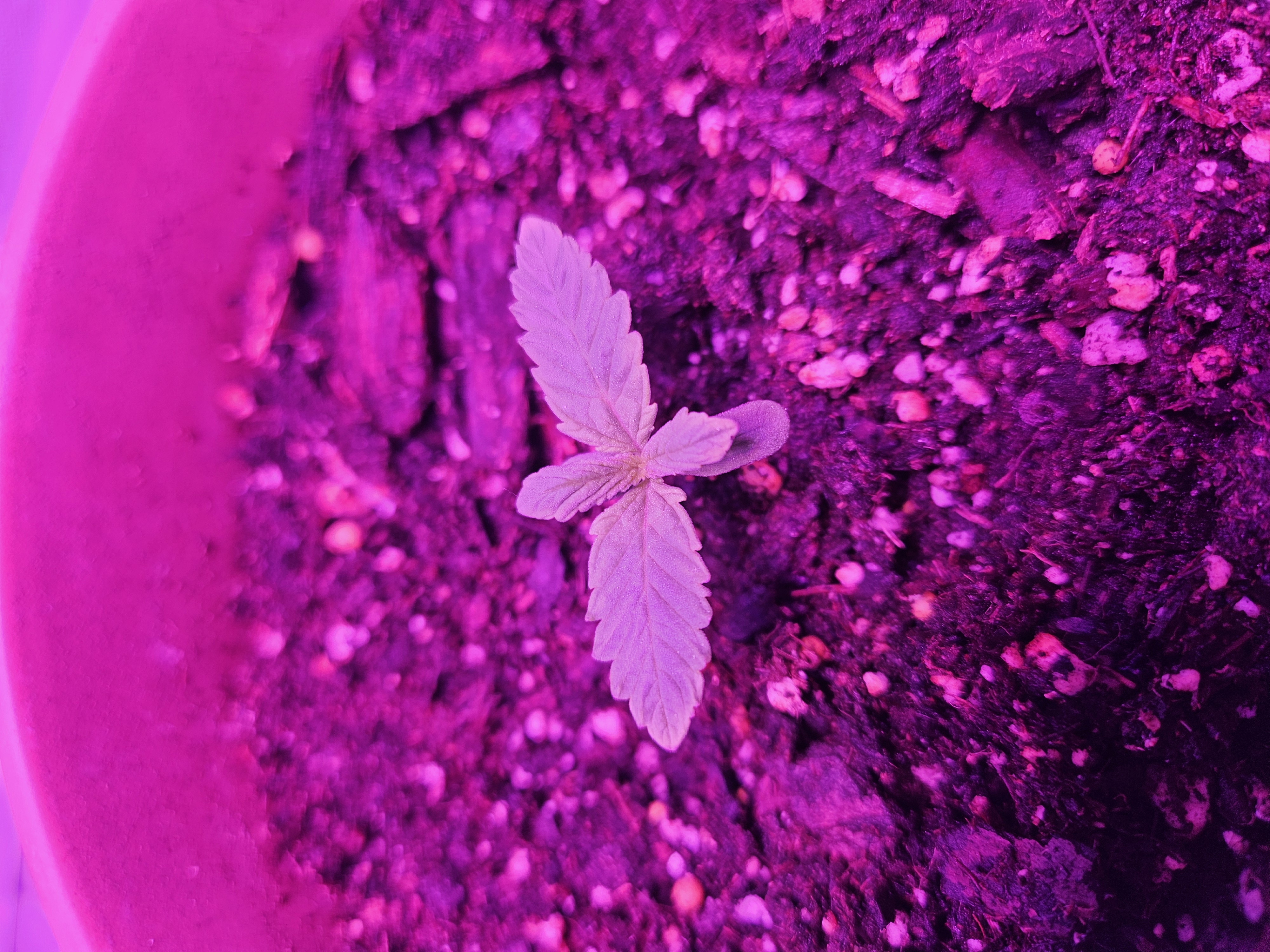 gary poppins — seedling_rooting, day 9