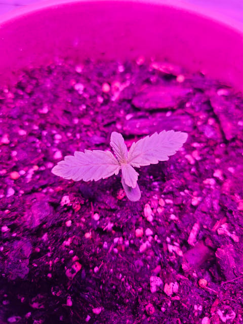 gary poppins — seedling_rooting, day 9