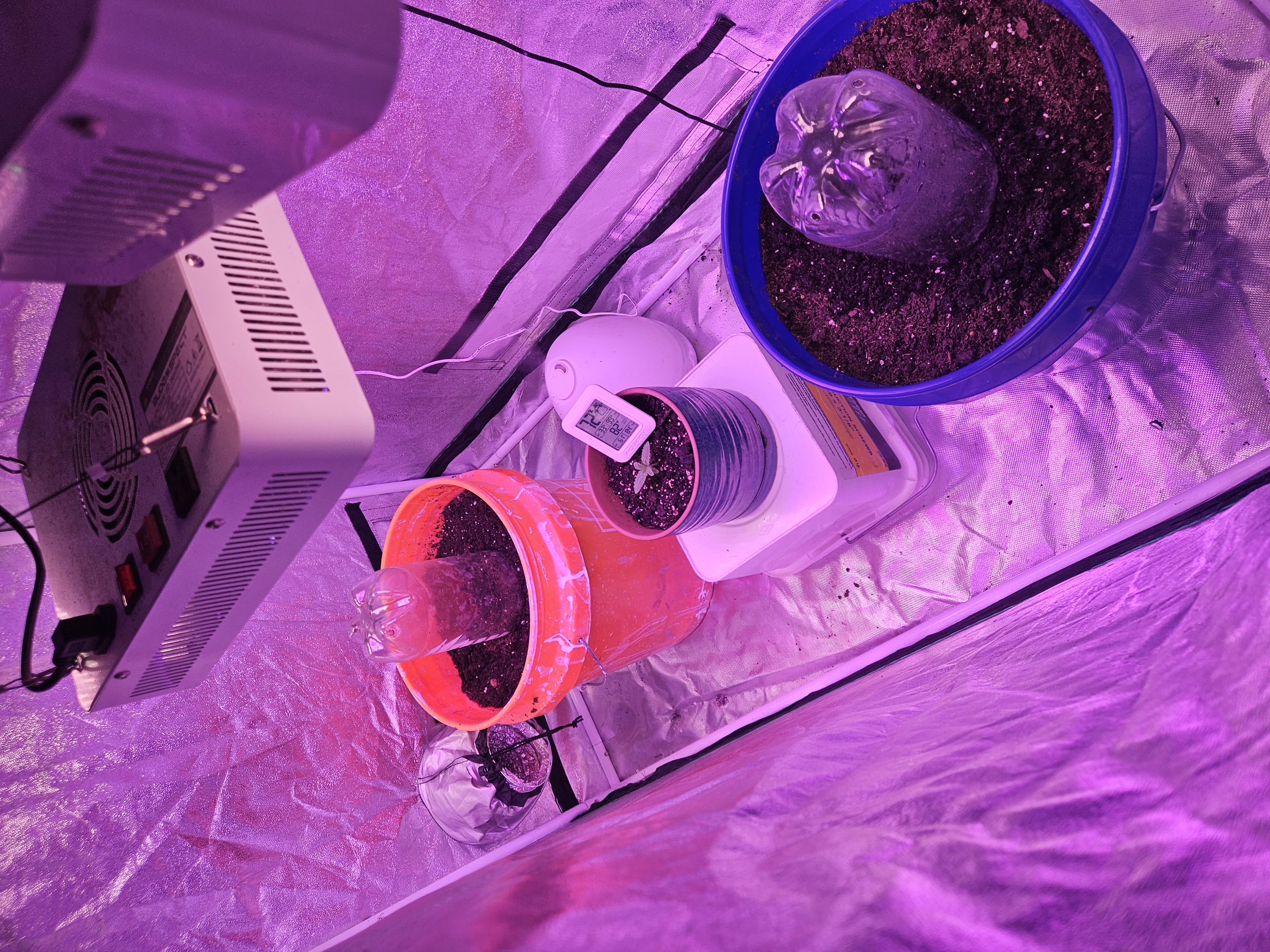 gary poppins — seedling_rooting, day 10