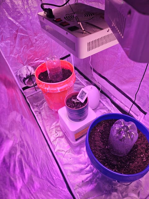 gary poppins — seedling_rooting, day 10
