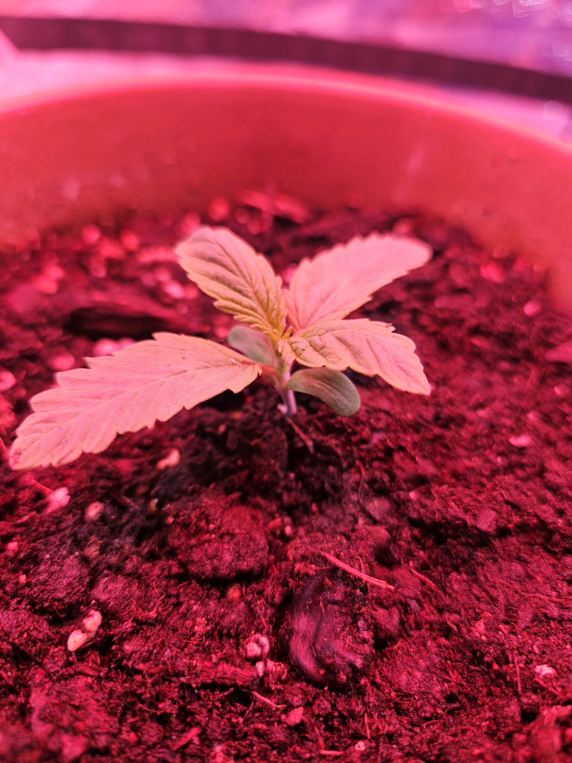gary poppins — seedling_rooting, day 11