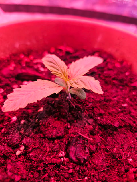 gary poppins — seedling_rooting, day 11