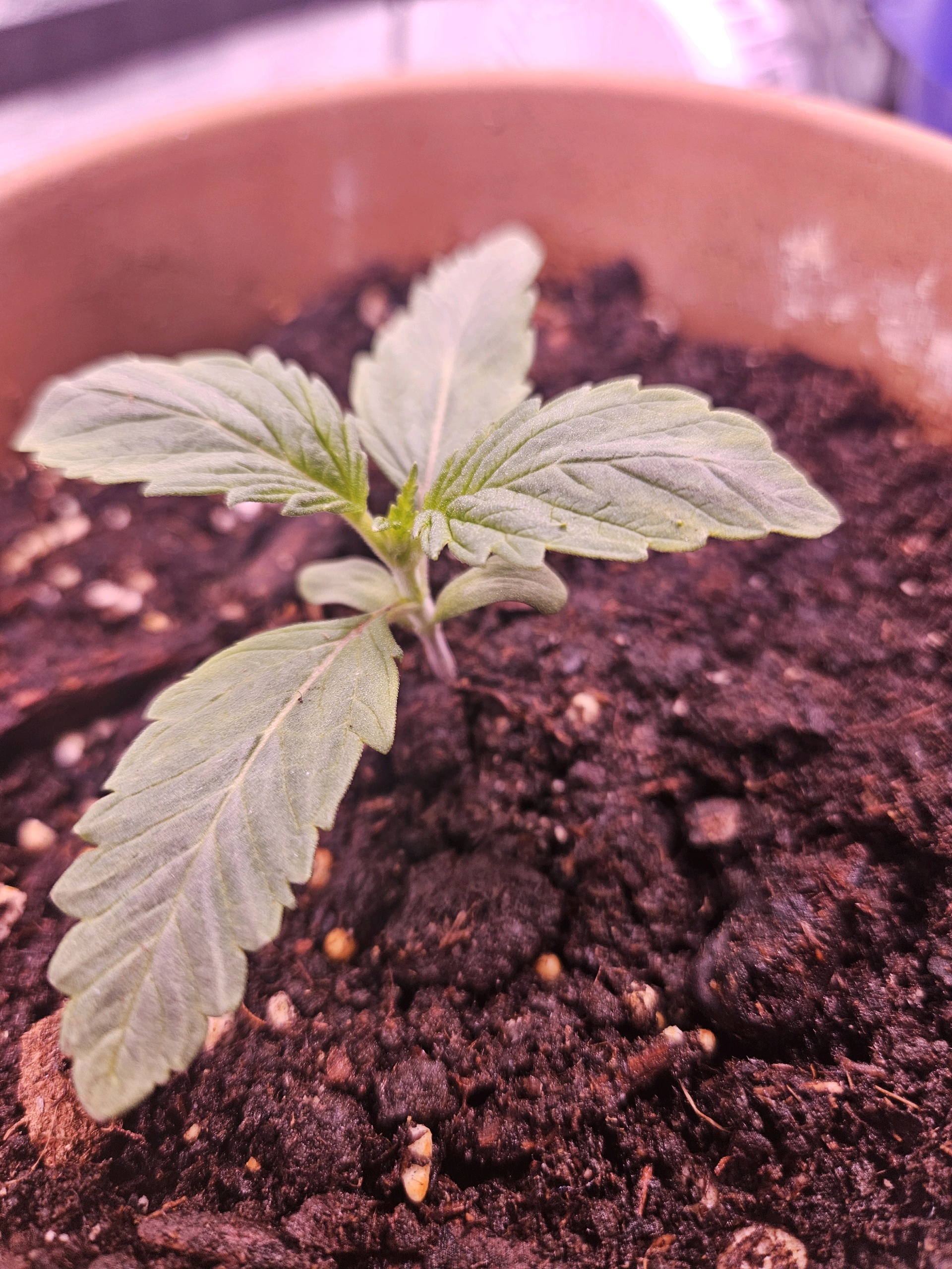 gary poppins — seedling_rooting, day 12