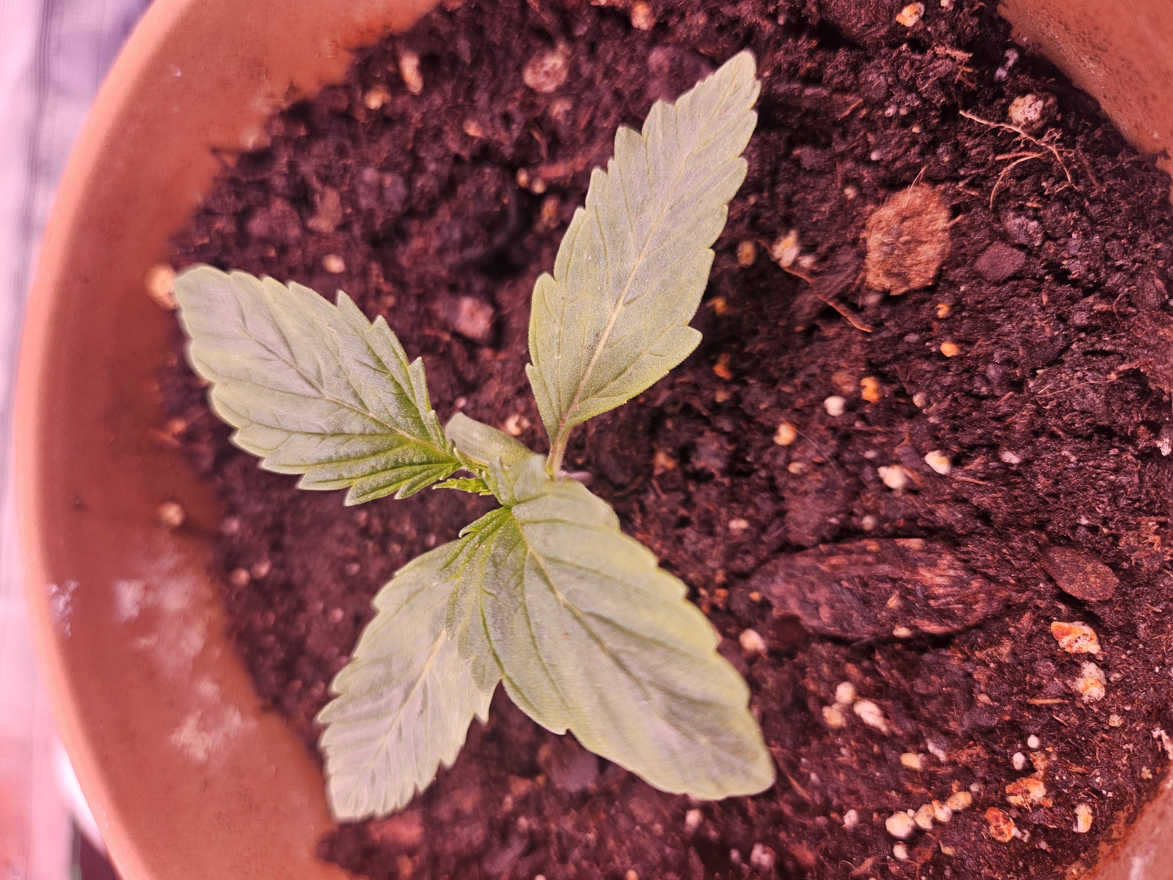 gary poppins — seedling_rooting, day 13