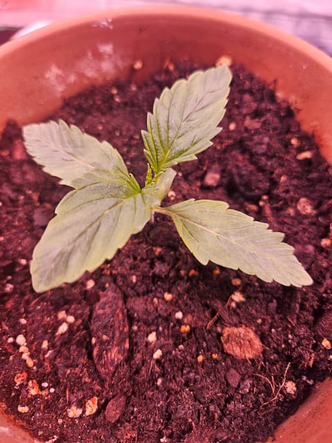 gary poppins — seedling_rooting, day 13