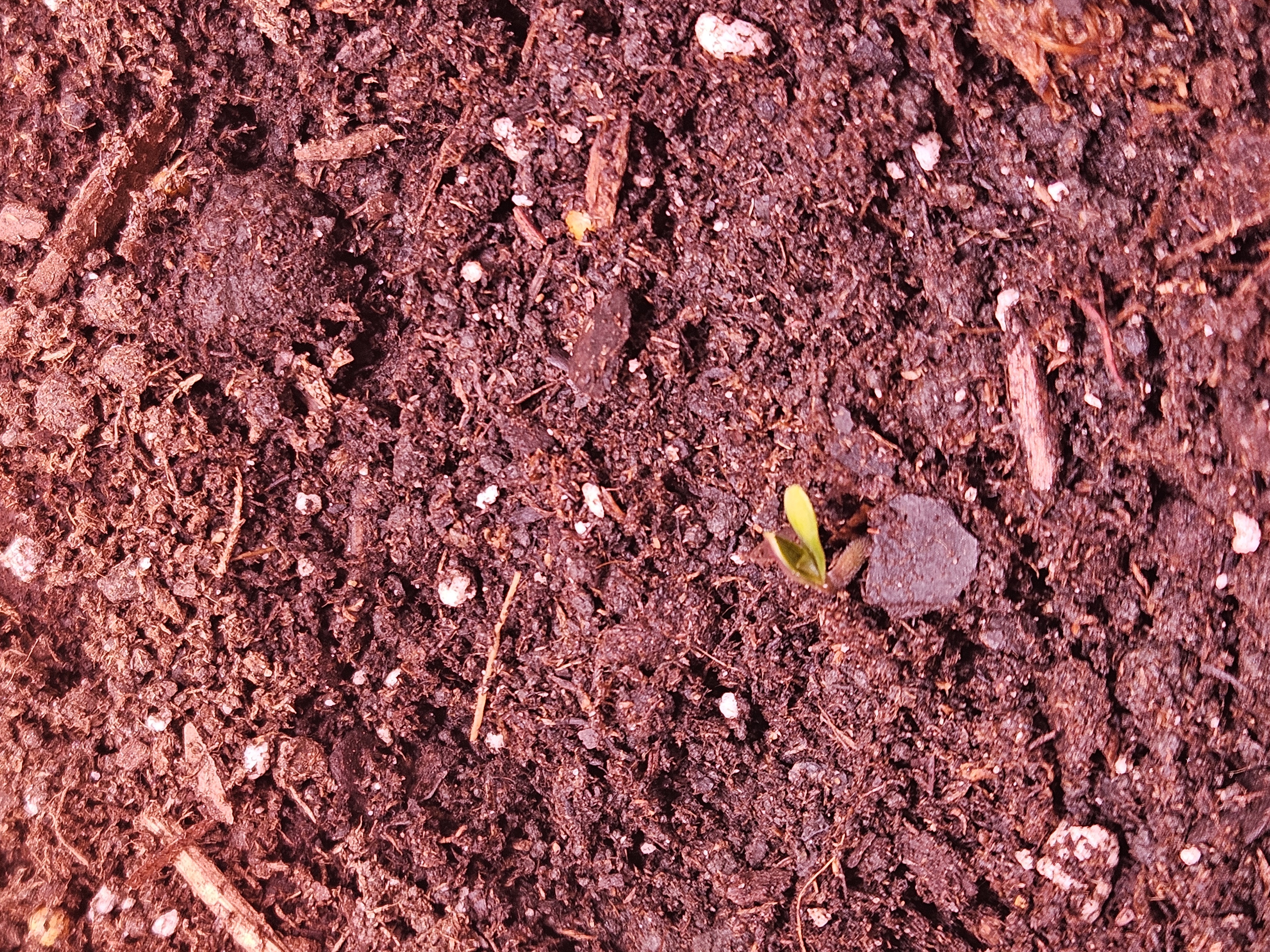 gary poppins — seedling_rooting, day 13