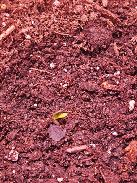 gary poppins — seedling_rooting, day 13
