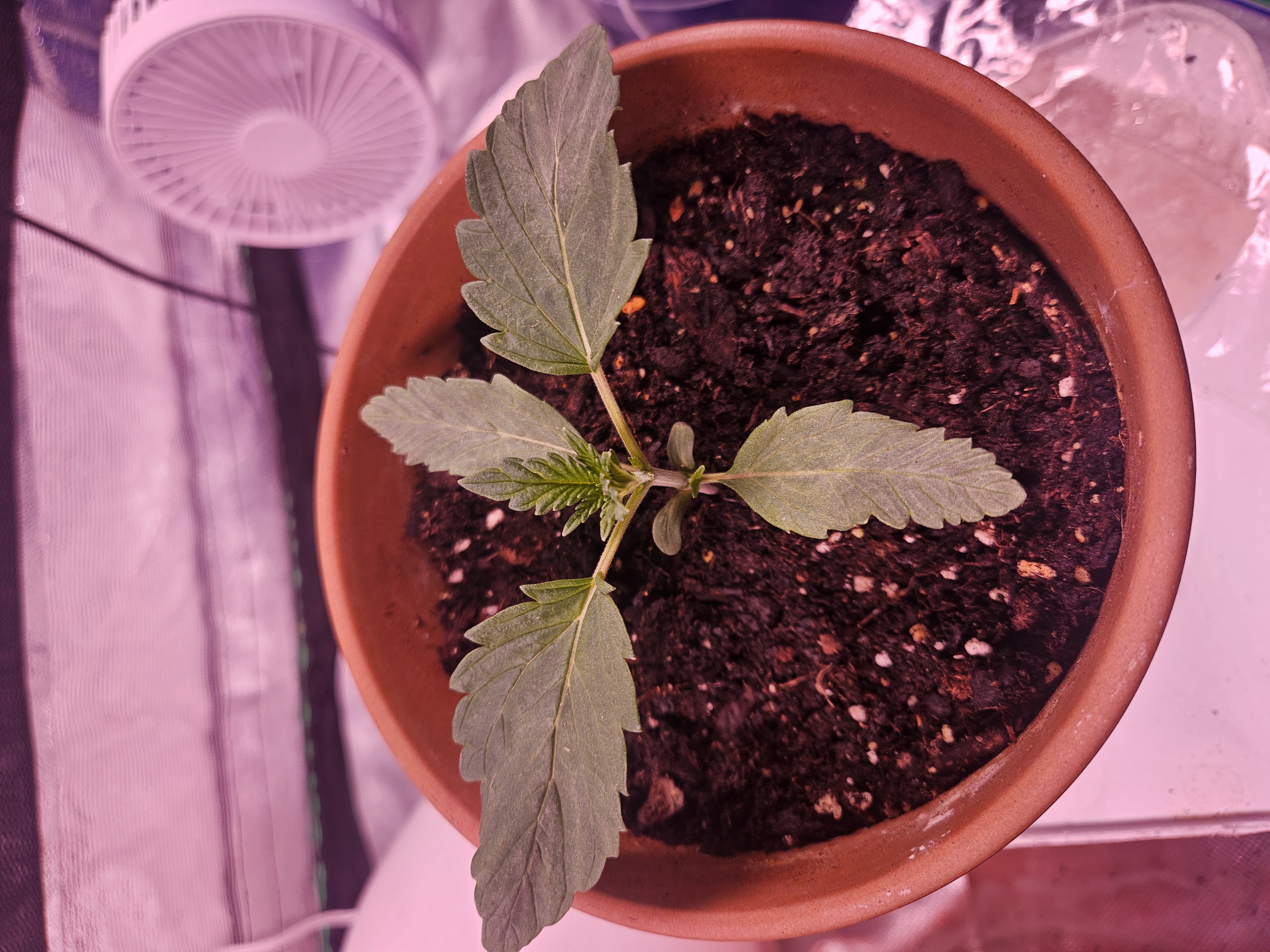gary poppins — seedling_rooting, day 15