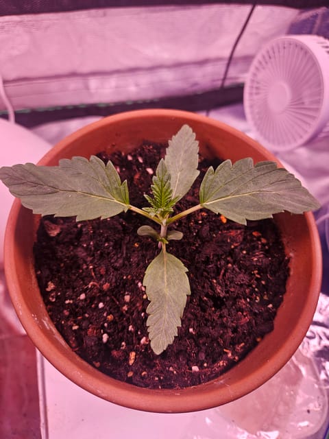 gary poppins — seedling_rooting, day 15