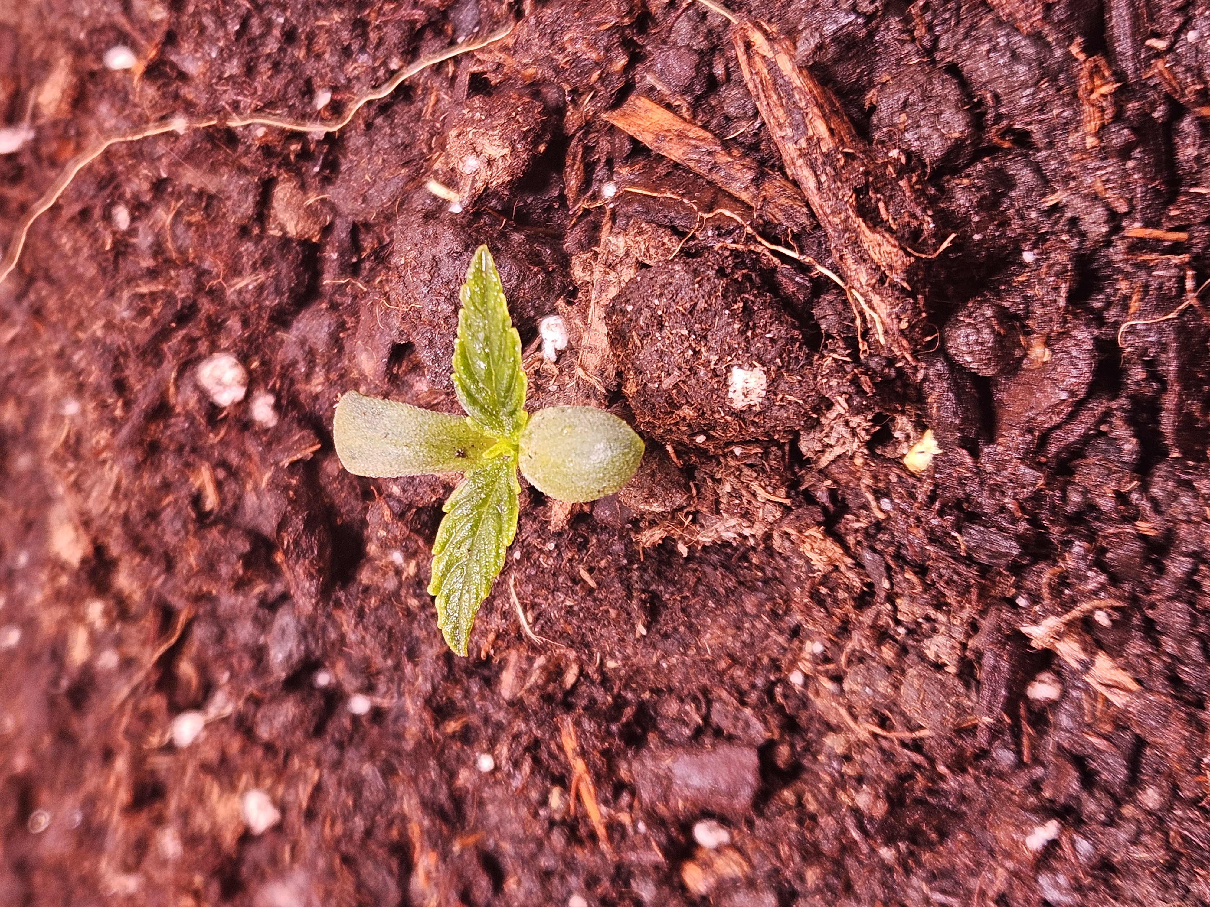 gary poppins — seedling_rooting, day 15