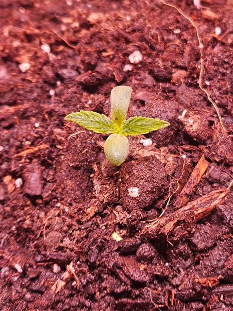 gary poppins — seedling_rooting, day 15