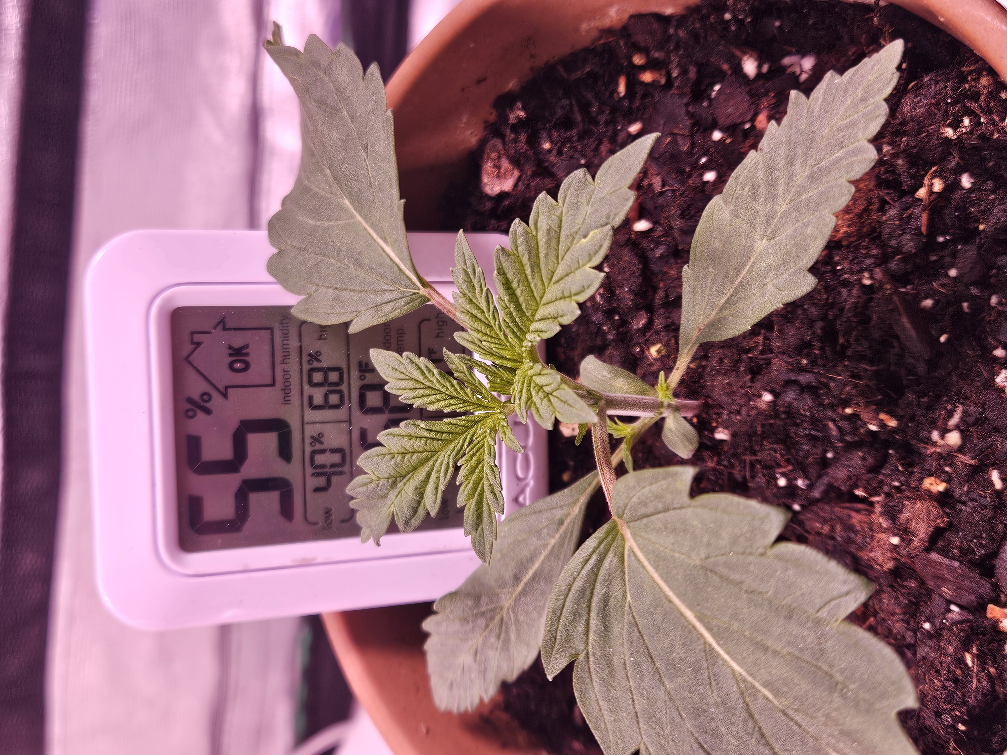gary poppins — seedling_rooting, day 16