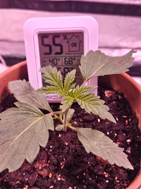 gary poppins — seedling_rooting, day 16
