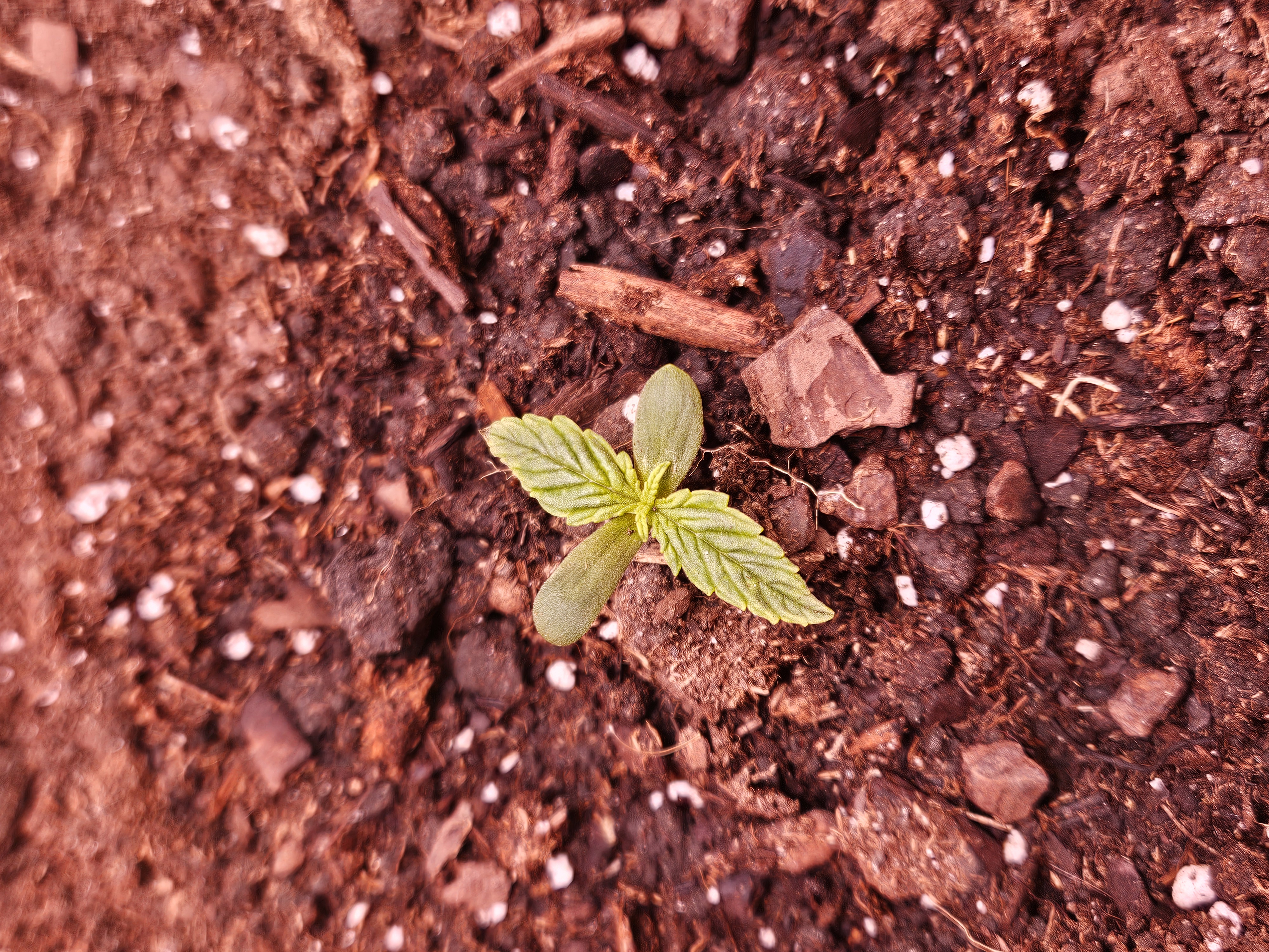 gary poppins — seedling_rooting, day 16