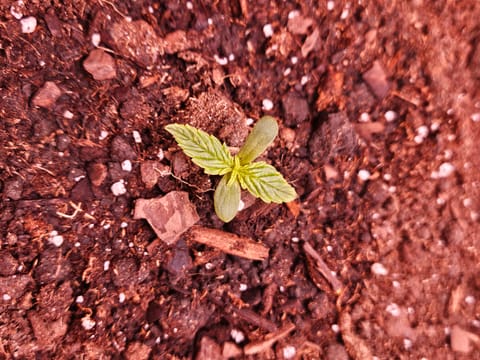 gary poppins — seedling_rooting, day 16