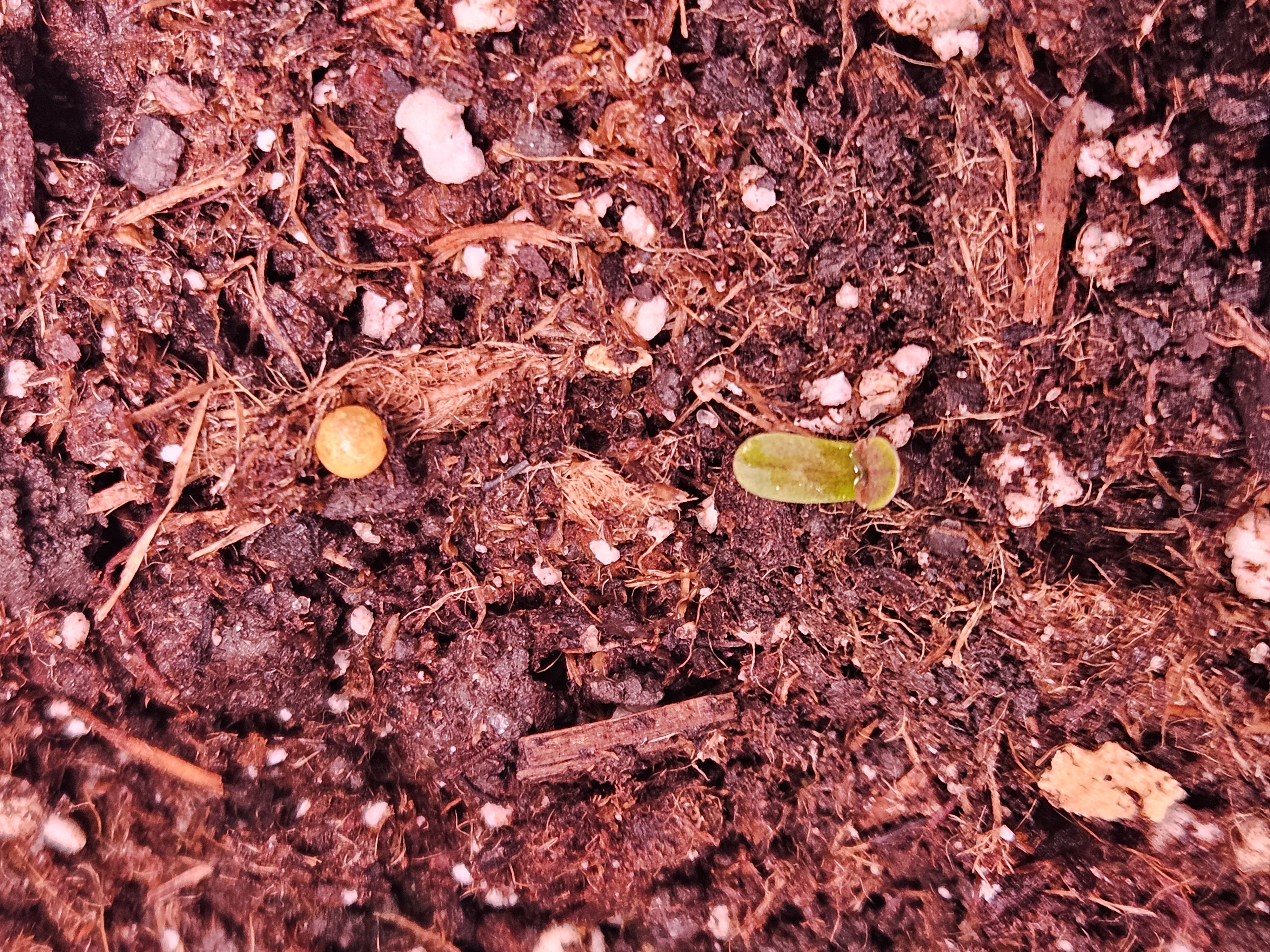 gary poppins — seedling_rooting, day 16