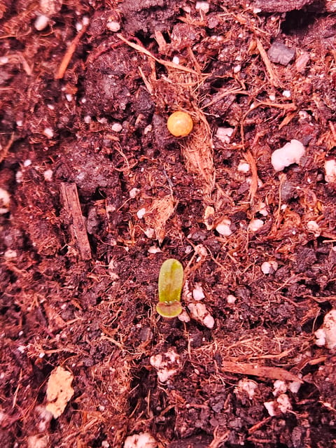 gary poppins — seedling_rooting, day 16