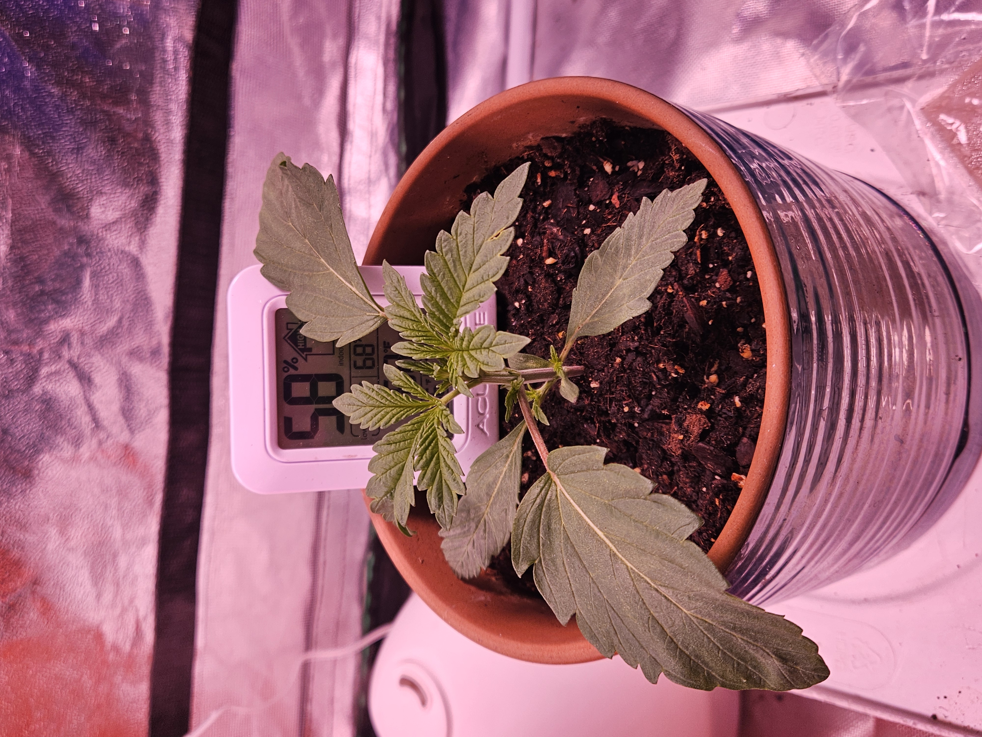 gary poppins — seedling_rooting, day 17