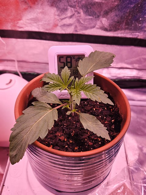 gary poppins — seedling_rooting, day 17