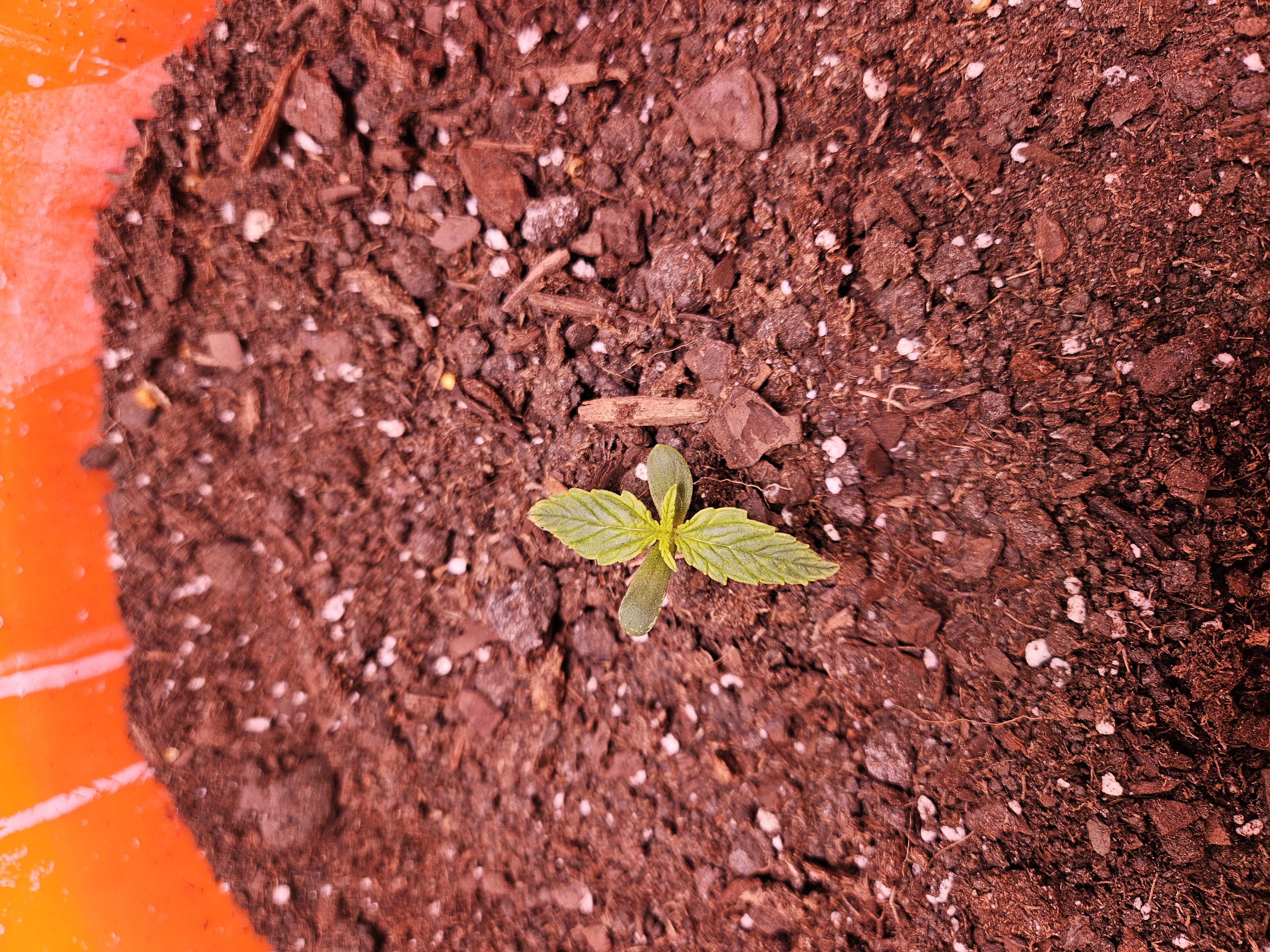 gary poppins — seedling_rooting, day 17