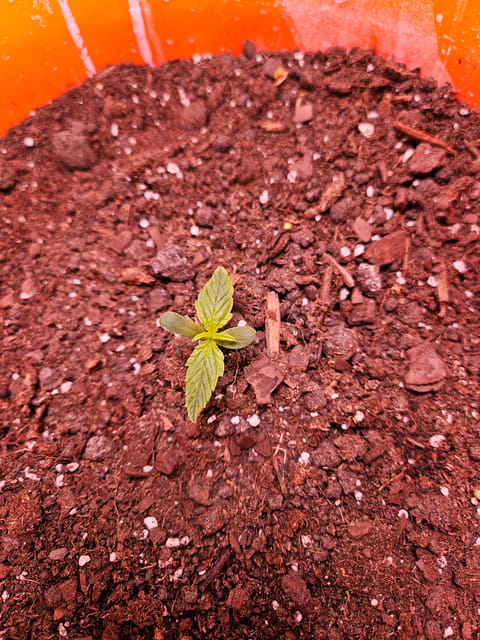 gary poppins — seedling_rooting, day 17