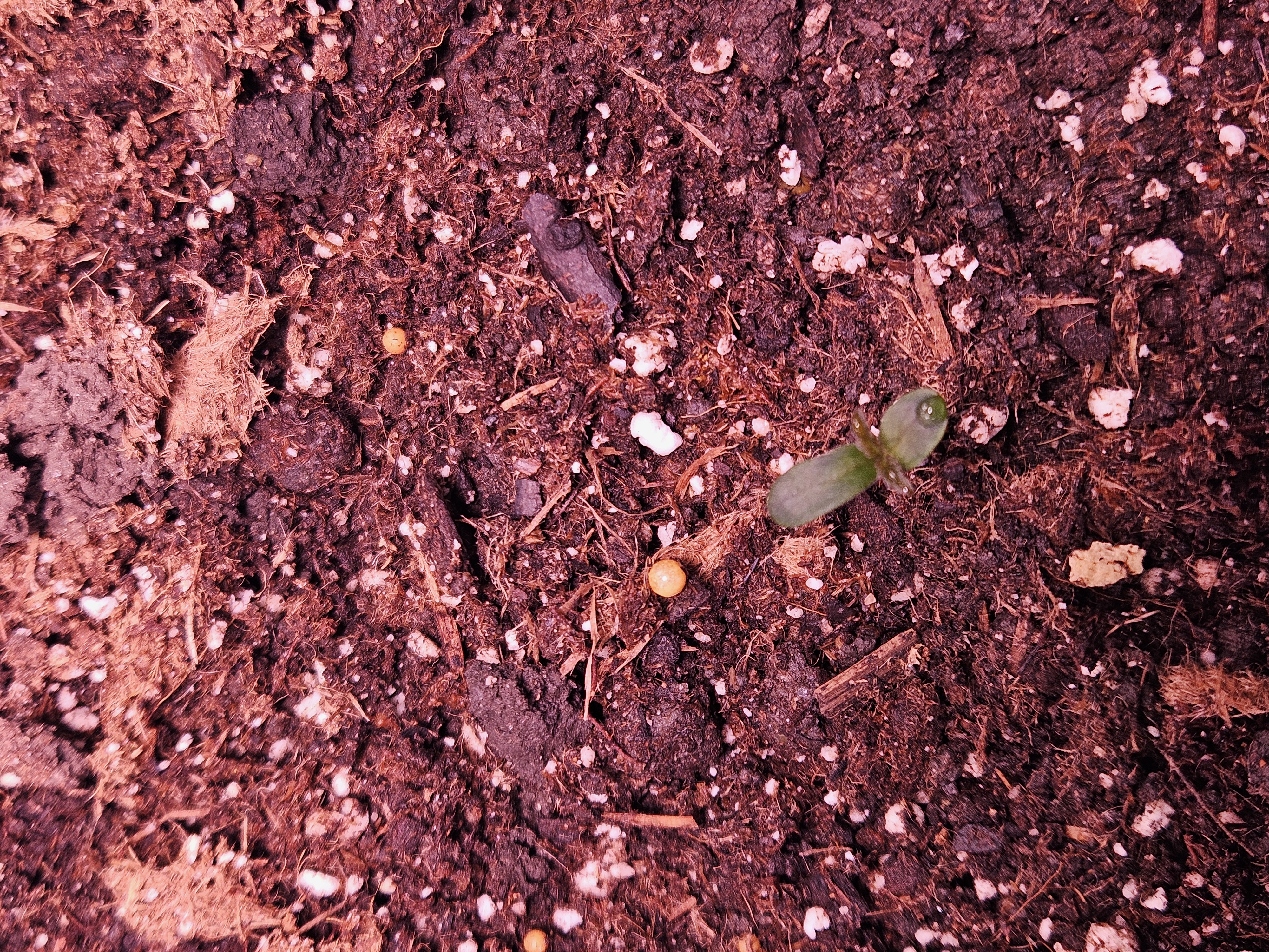 gary poppins — seedling_rooting, day 17