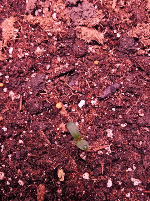 gary poppins — seedling_rooting, day 17