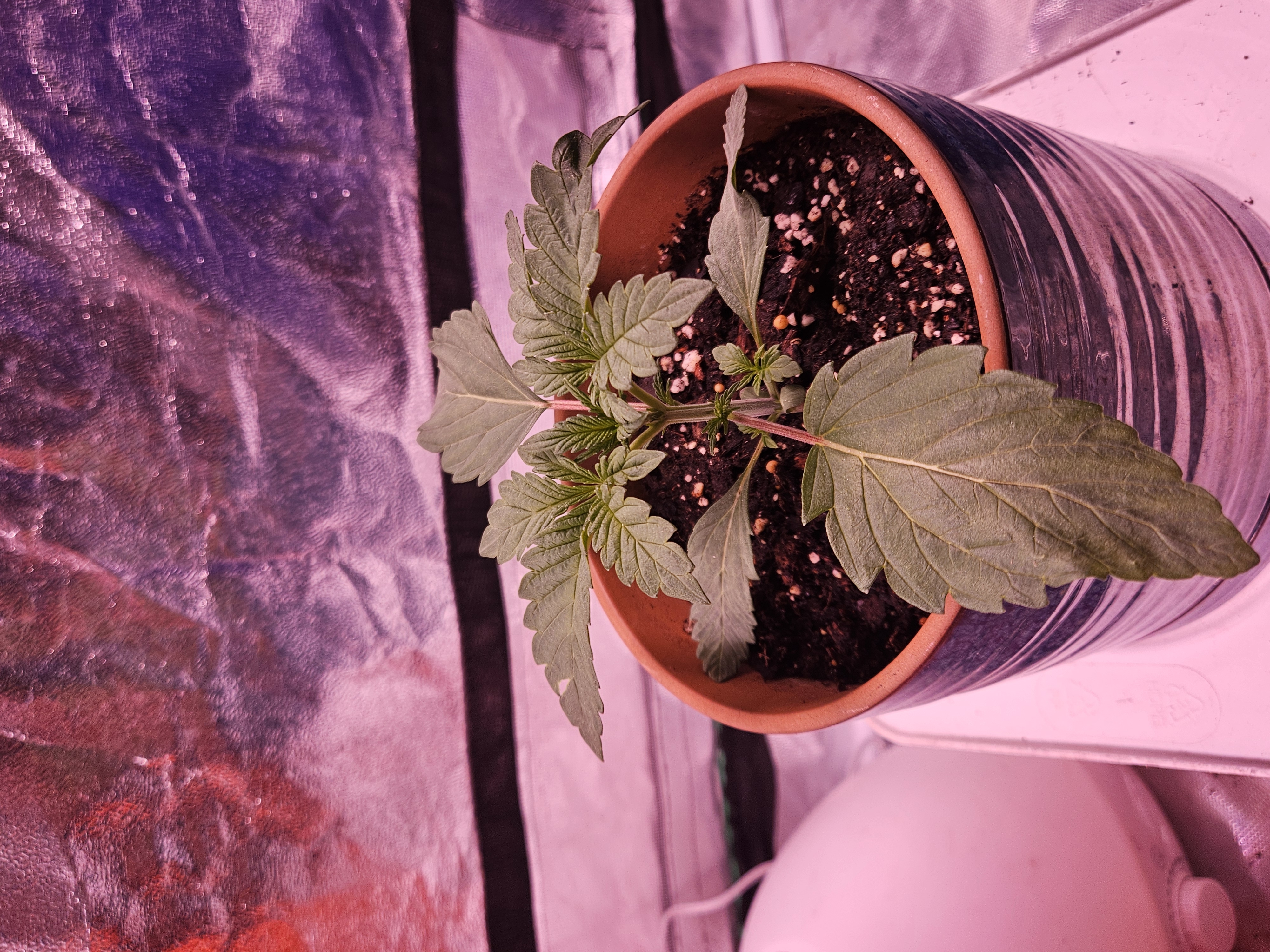 gary poppins — vegetative, day 18