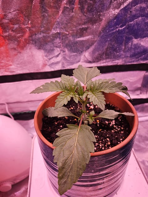 gary poppins — vegetative, day 18