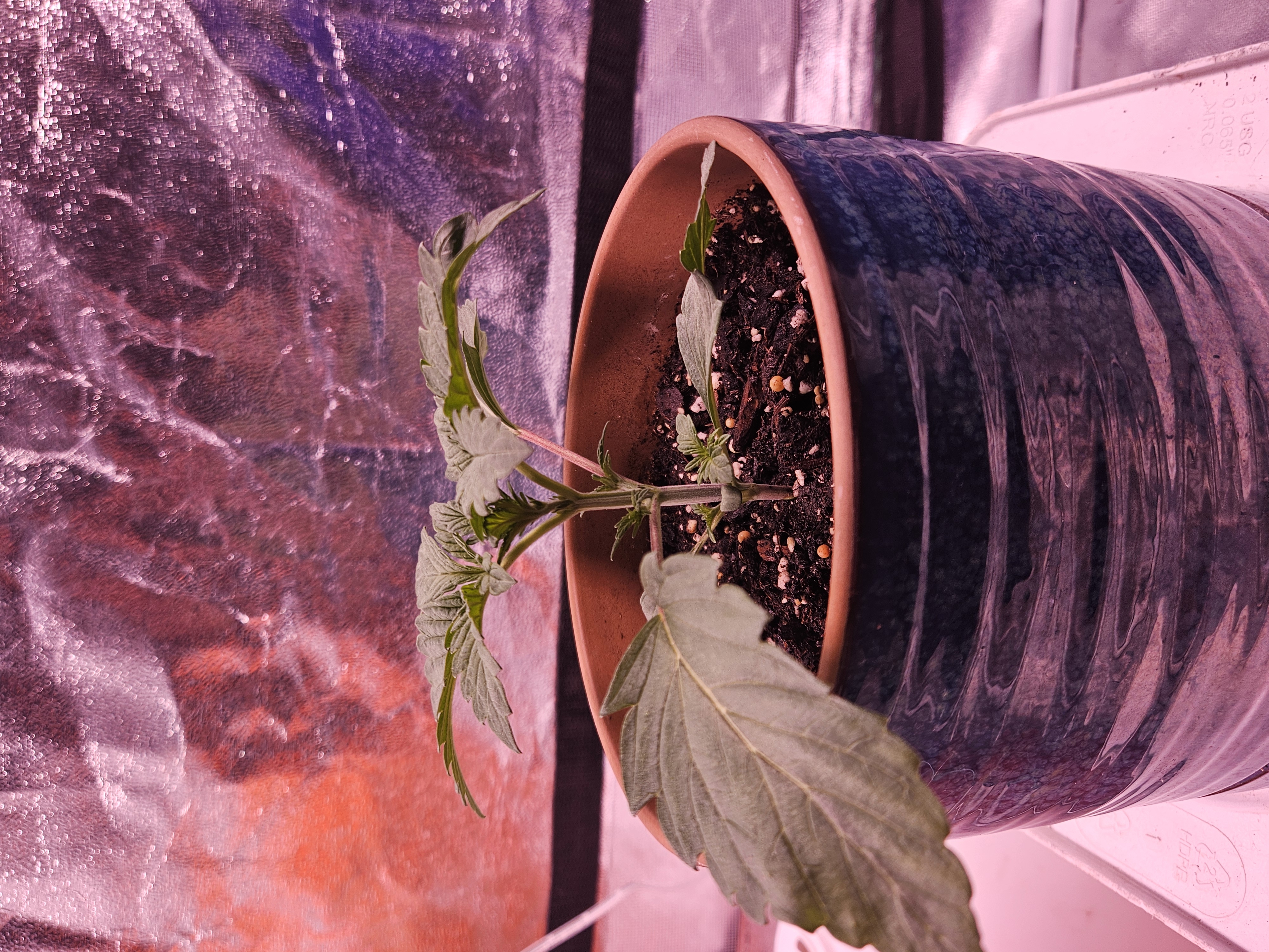 gary poppins — vegetative, day 18