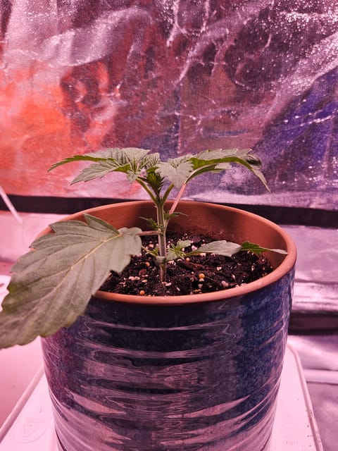 gary poppins — vegetative, day 18