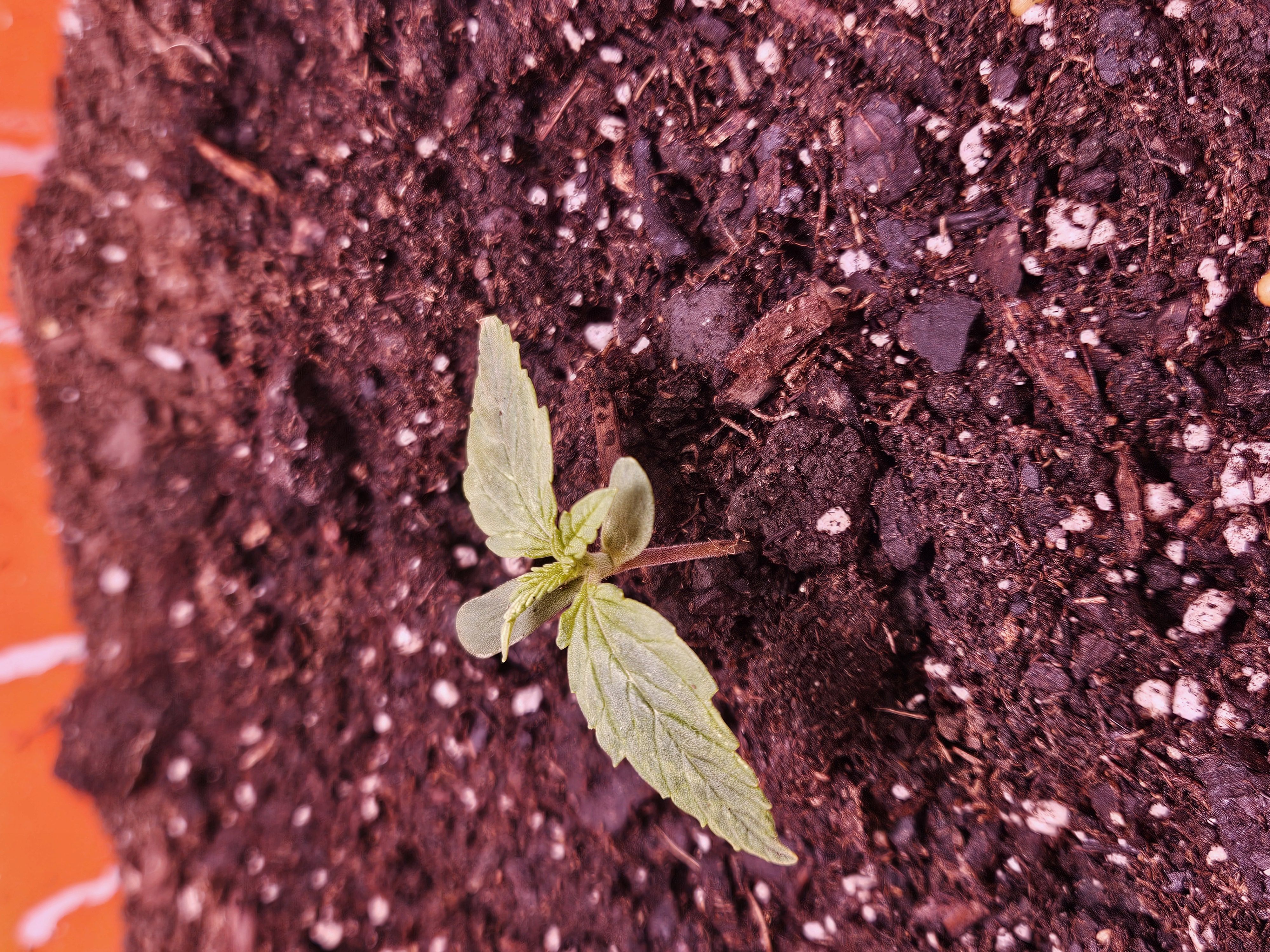 gary poppins — vegetative, day 18