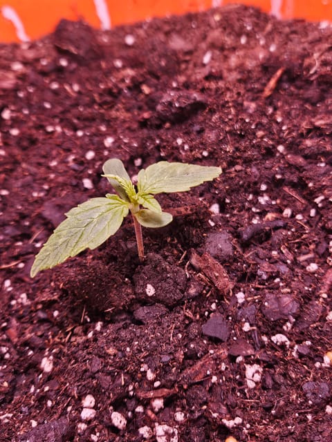 gary poppins — vegetative, day 18