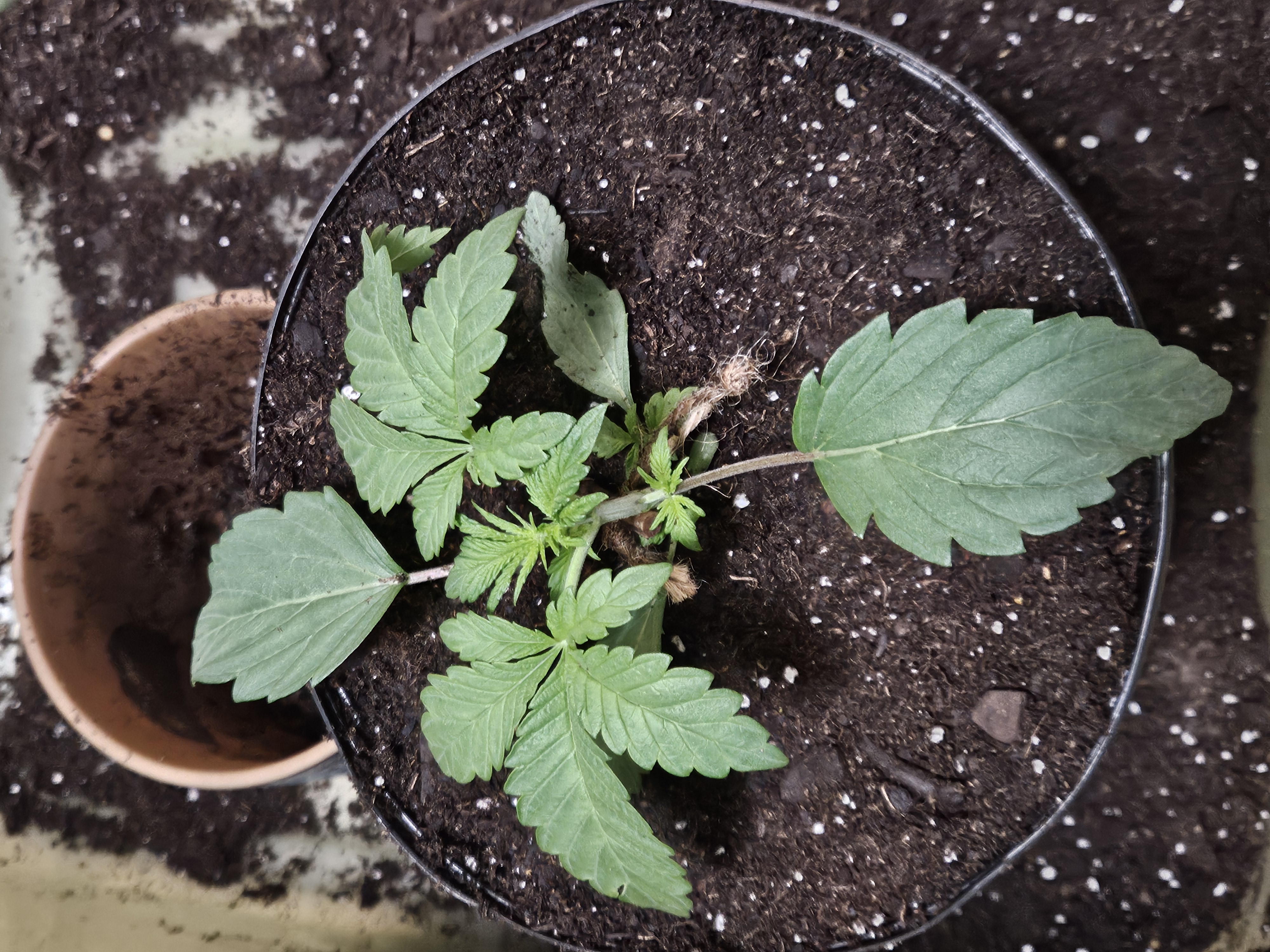 gary poppins — vegetative, day 19