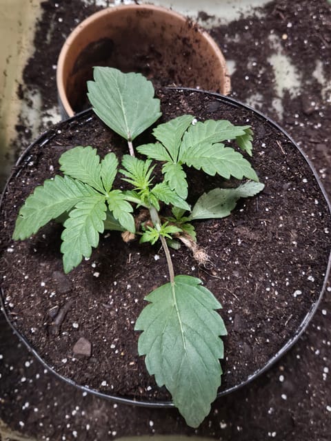 gary poppins — vegetative, day 19