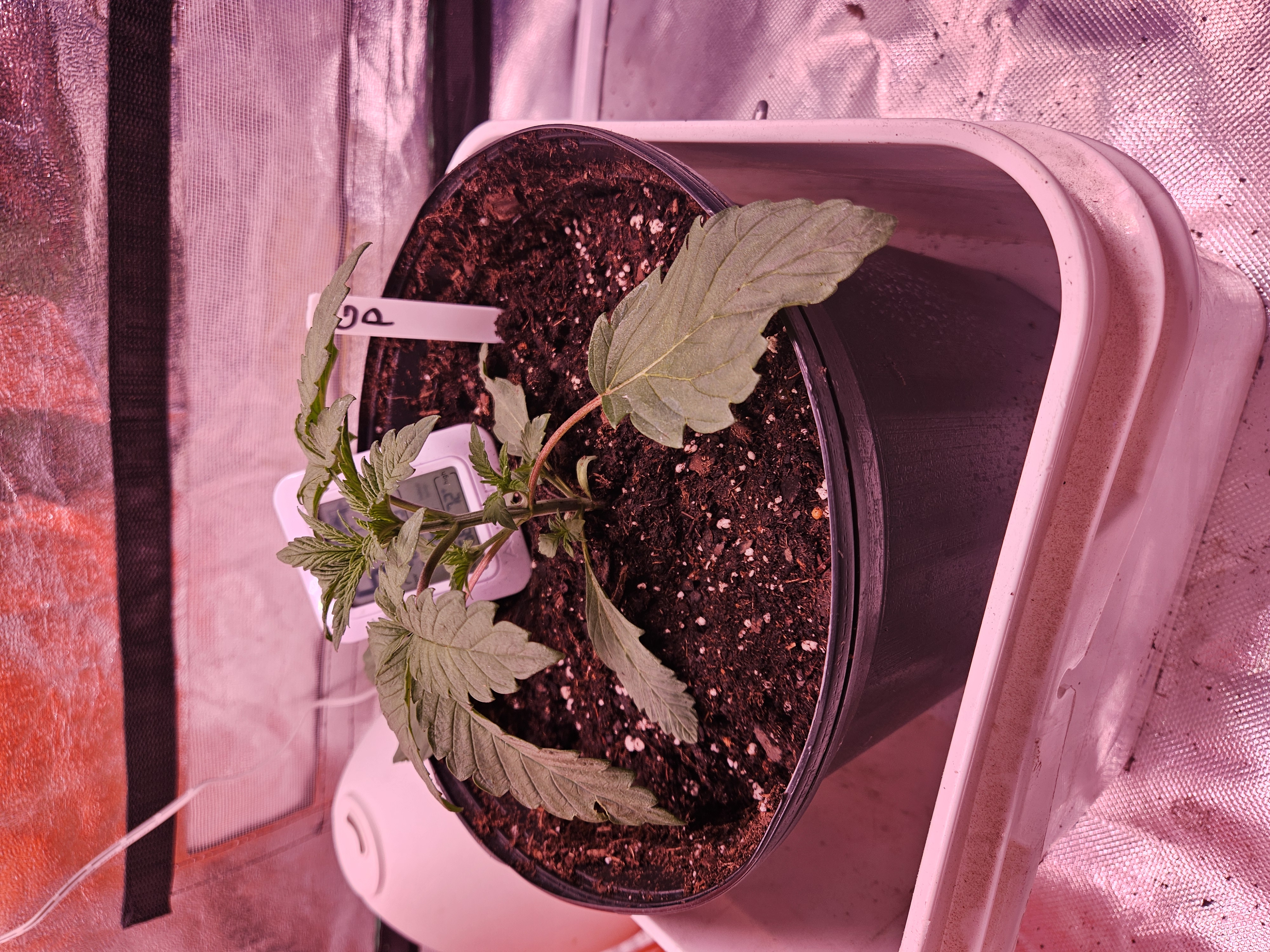 gary poppins — vegetative, day 21
