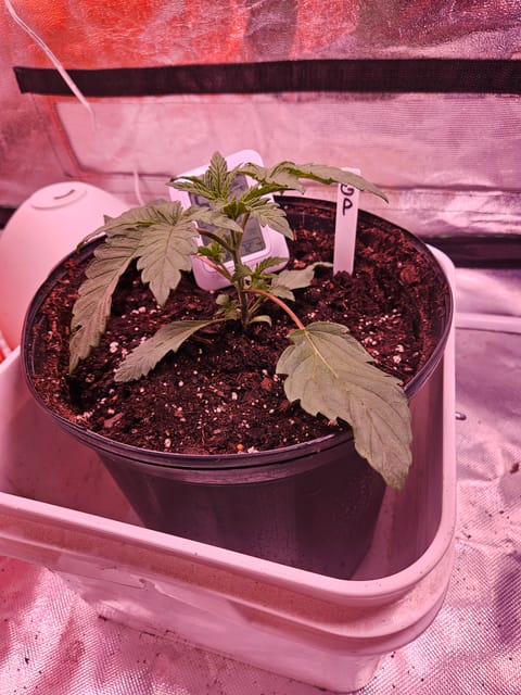 gary poppins — vegetative, day 21