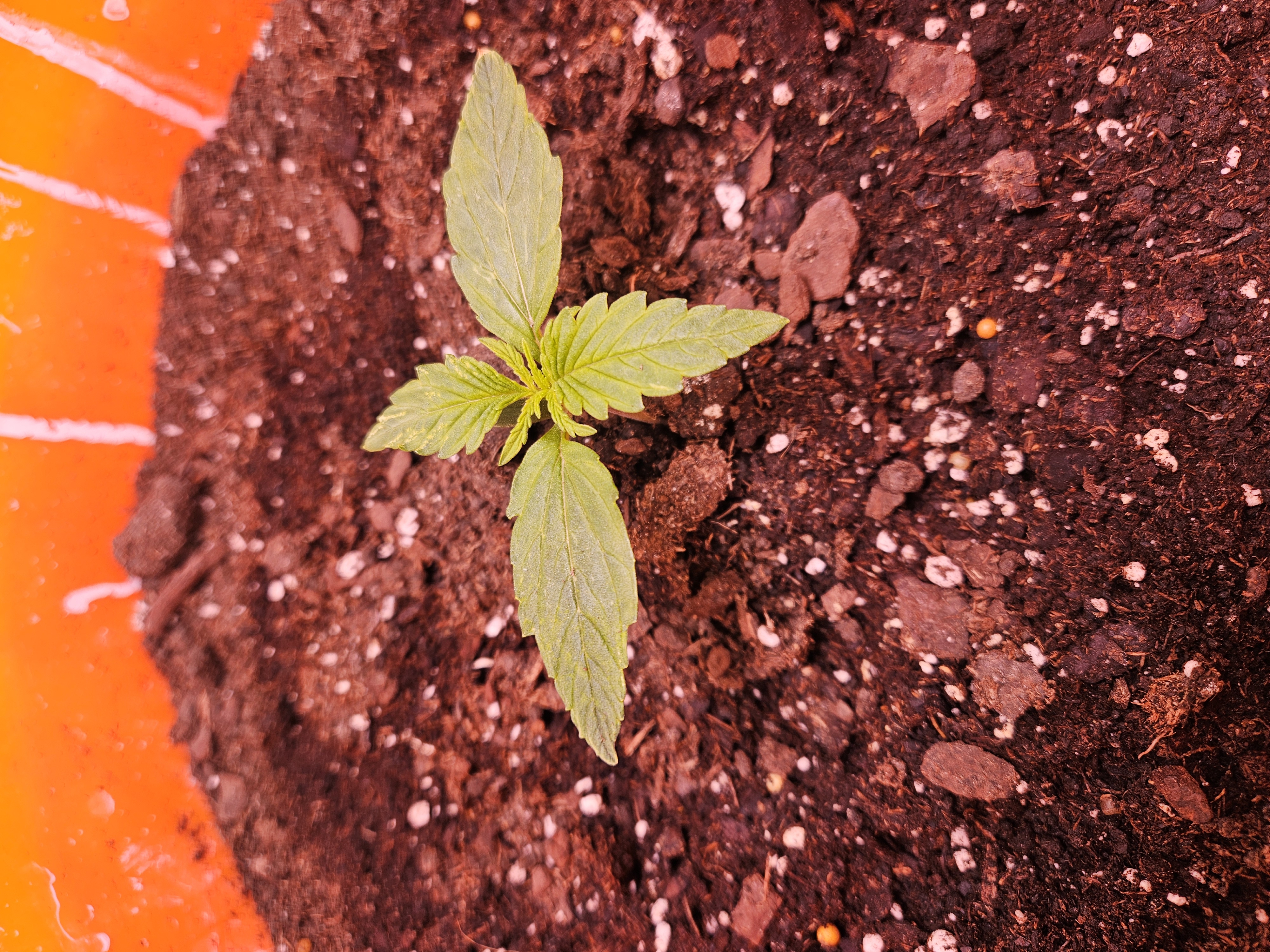 gary poppins — vegetative, day 21