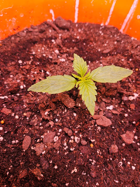 gary poppins — vegetative, day 21