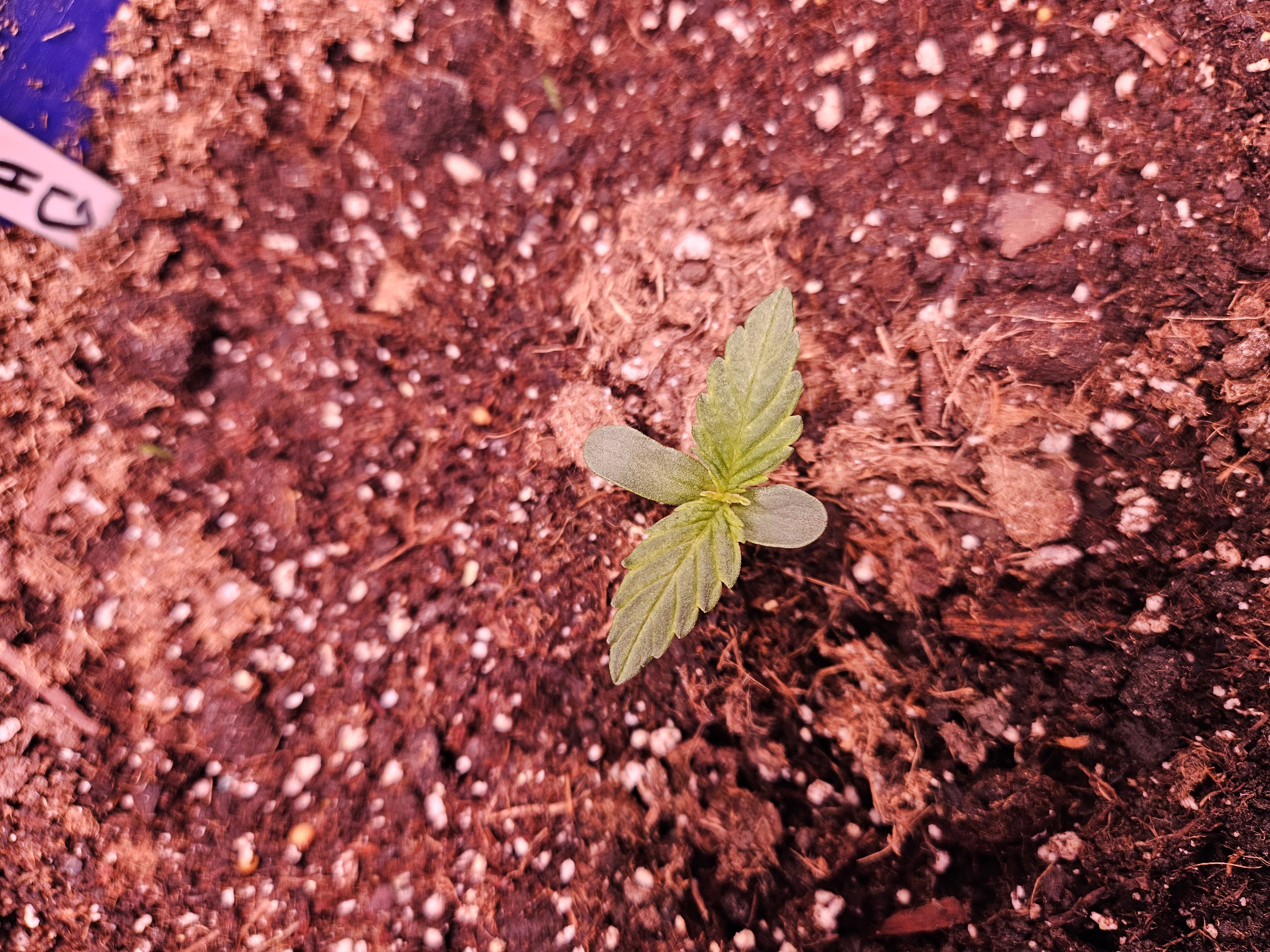 gary poppins — vegetative, day 21