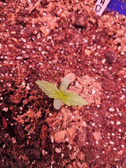 gary poppins — vegetative, day 21