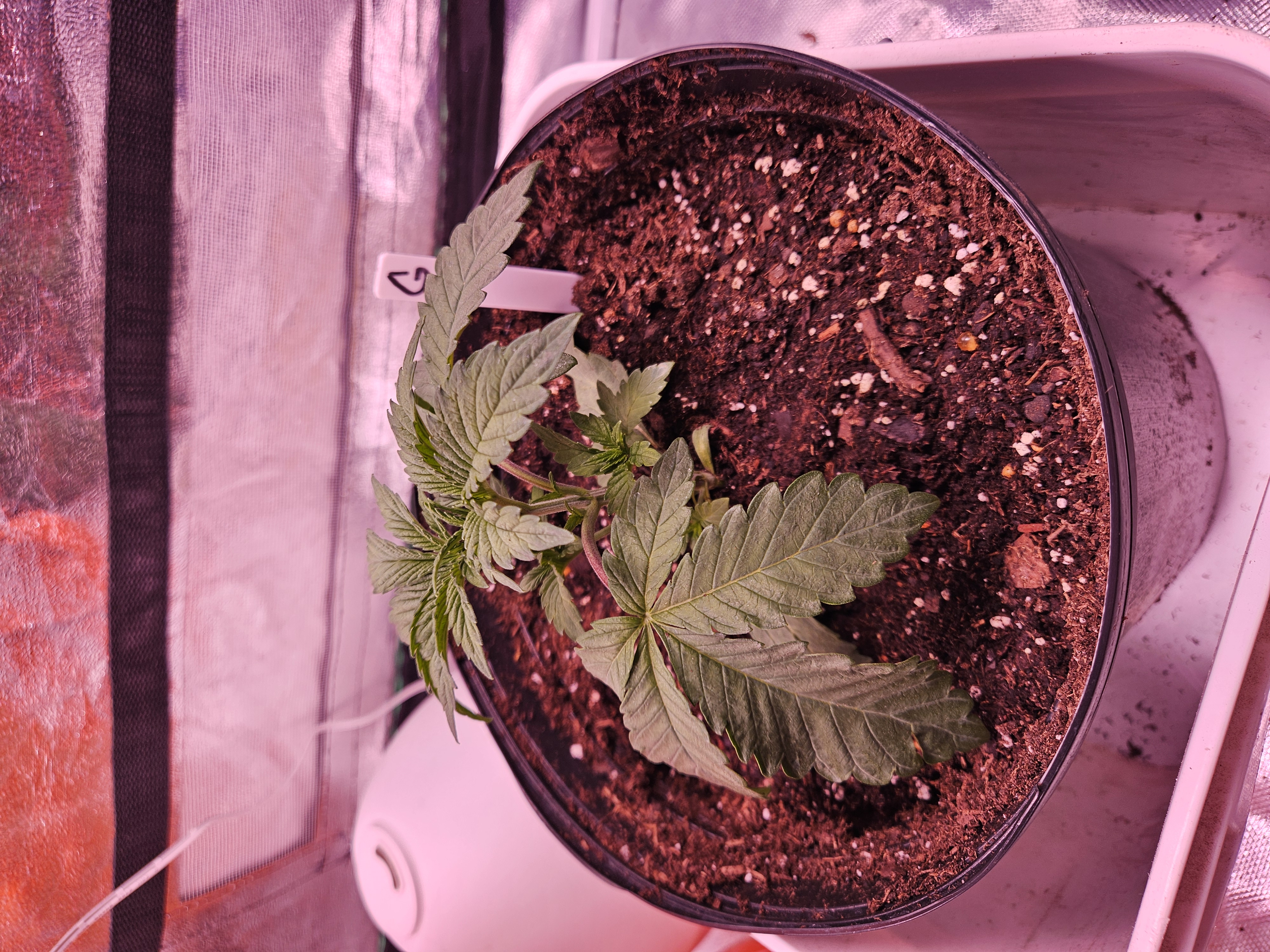 gary poppins — vegetative, day 22